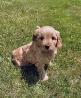 Chloe, a female Miniature Goldendoodle for sale in North Dighton, MA – 1 of 4