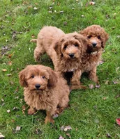Jessie, a male Miniature Goldendoodle for sale in North Dighton, MA – 2 of 4