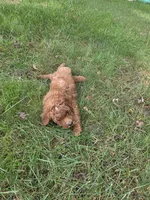 Freya, a female Miniature Goldendoodle for sale in North Dighton, MA – 5 of 5