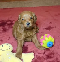 Bonnie, a female Miniature Goldendoodle for sale in North Dighton, MA – 1 of 5