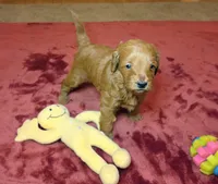 Bonnie, a female Miniature Goldendoodle for sale in North Dighton, MA – 3 of 5