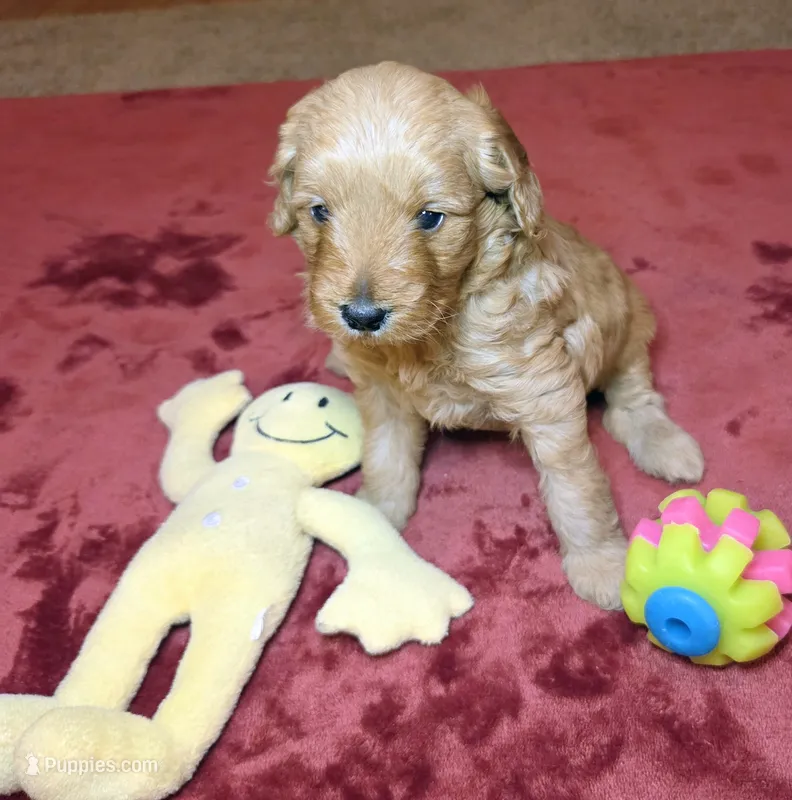 Chloe – Miniature Goldendoodle puppy for sale in North Dighton, MA