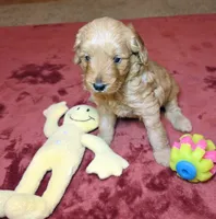 Chloe, a female Miniature Goldendoodle for sale in North Dighton, MA – 1 of 5
