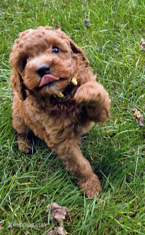 Freya – Miniature Goldendoodle puppy for sale in North Dighton, MA