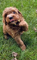 Freya, a female Miniature Goldendoodle for sale in North Dighton, MA – 1 of 5