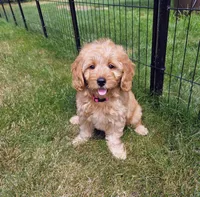 Chloe, a female Miniature Goldendoodle for sale in North Dighton, MA – 2 of 5
