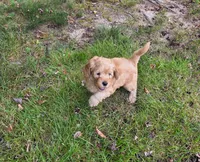 Hank, a male Miniature Goldendoodle for sale in North Dighton, MA – 2 of 4