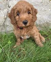 Jessie, a male Miniature Goldendoodle for sale in North Dighton, MA – 3 of 4