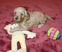 Chloe, a female Miniature Goldendoodle for sale in North Dighton, MA – 4 of 5