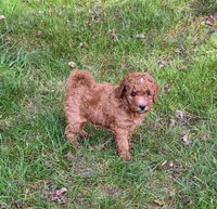 Freya, a female Miniature Goldendoodle for sale in North Dighton, MA – 3 of 5