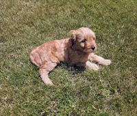 Chloe, a female Miniature Goldendoodle for sale in North Dighton, MA – 2 of 4