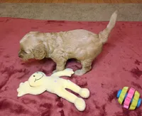 Chloe, a female Miniature Goldendoodle for sale in North Dighton, MA – 3 of 5