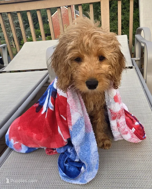 Chloe – Miniature Goldendoodle puppy for sale in North Dighton, MA