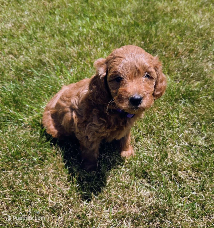 Bonnie – Miniature Goldendoodle puppy for sale in North Dighton, MA