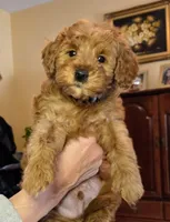 Drew, a male Miniature Goldendoodle for sale in North Dighton, MA – Photo 1 of 6