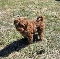 Drew, a male Miniature Goldendoodle for sale in North Dighton, MA – Photo 4 of 6