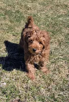 Drew, a male Miniature Goldendoodle for sale in North Dighton, MA – Photo 2 of 6