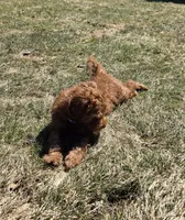 Drew, a male Miniature Goldendoodle for sale in North Dighton, MA – Photo 6 of 6