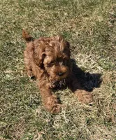 Drew, a male Miniature Goldendoodle for sale in North Dighton, MA – Photo 5 of 6