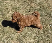 Drew, a male Miniature Goldendoodle for sale in North Dighton, MA – Photo 3 of 6