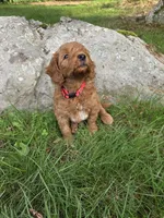 Jessie, a male Miniature Goldendoodle for sale in North Dighton, MA – 4 of 4