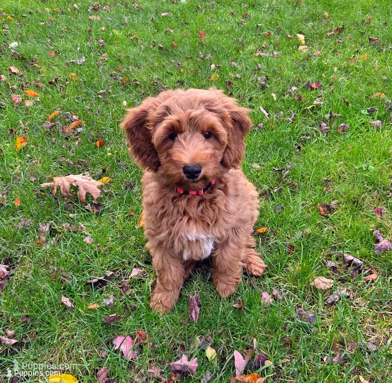 Jessie – Miniature Goldendoodle puppy for sale in North Dighton, MA