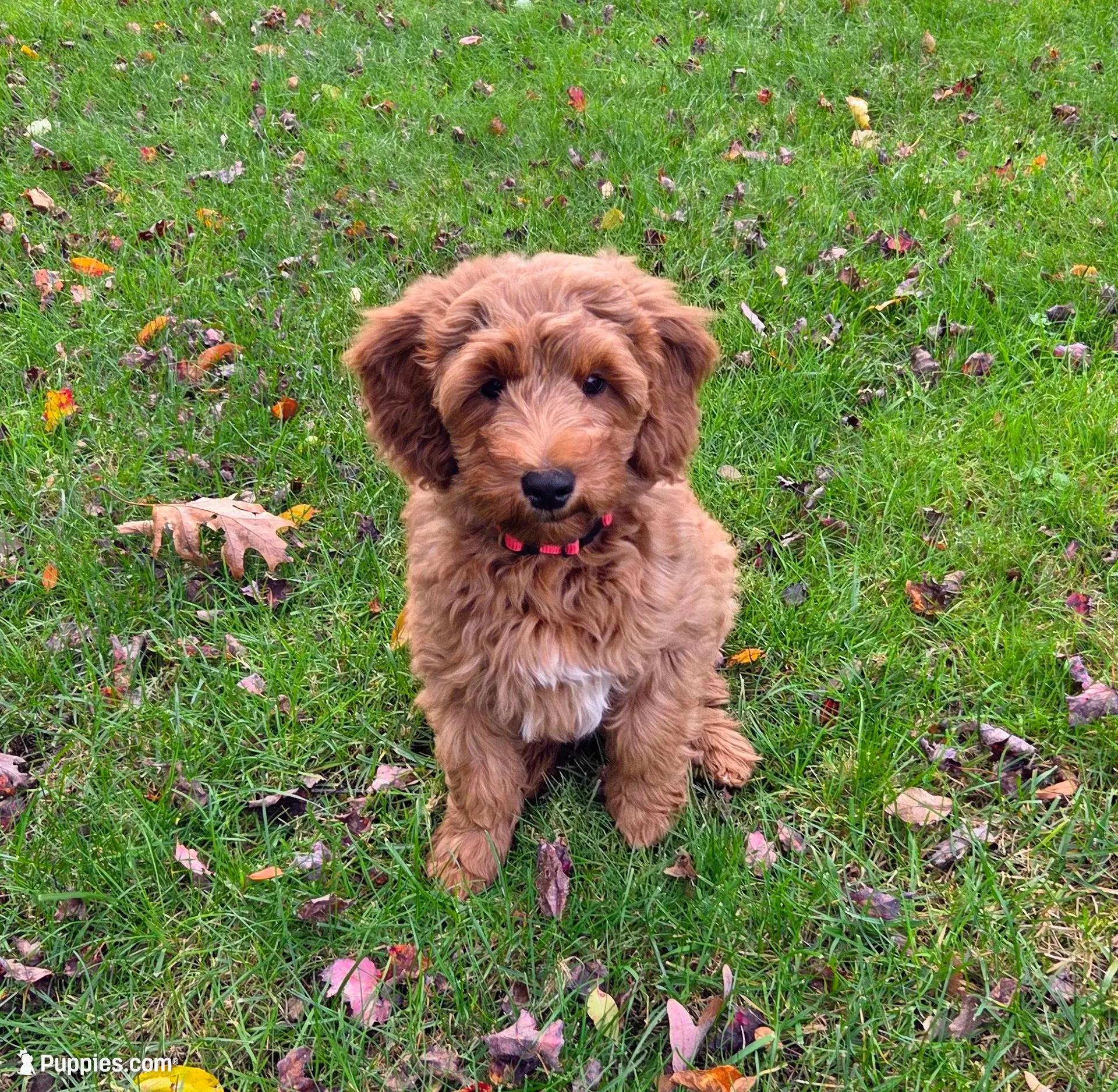 Jessie, a male Miniature Goldendoodle for sale in North Dighton, MA – 1 of 4