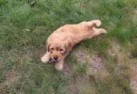 Hank, a male Miniature Goldendoodle for sale in North Dighton, MA – 3 of 4