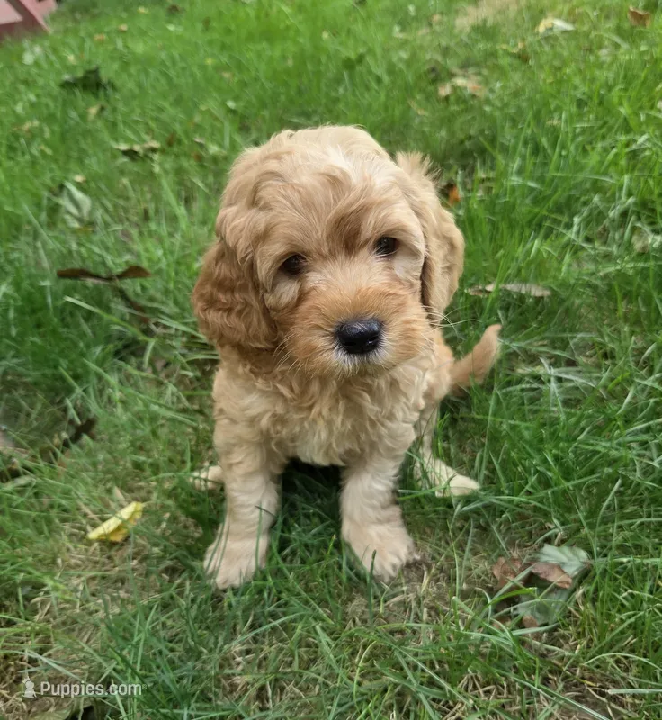 Hank – Miniature Goldendoodle puppy for sale in North Dighton, MA