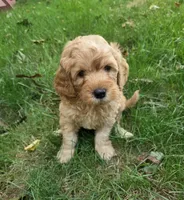 Hank, a male Miniature Goldendoodle for sale in North Dighton, MA – 1 of 4