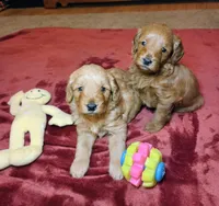 Chloe, a female Miniature Goldendoodle for sale in North Dighton, MA – 5 of 5