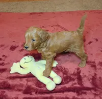 Bonnie, a female Miniature Goldendoodle for sale in North Dighton, MA – 2 of 5