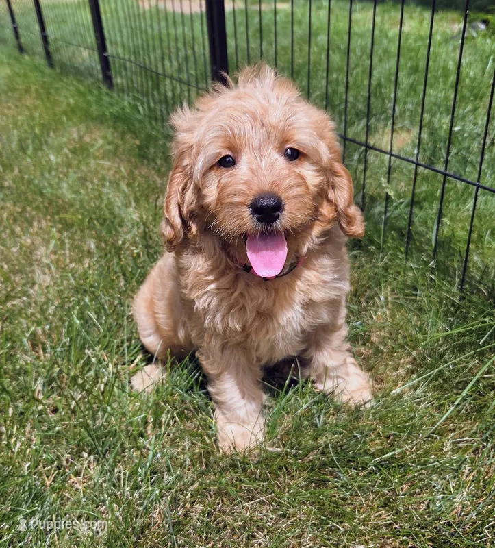 Chloe – Miniature Goldendoodle puppy for sale in North Dighton, MA