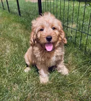 Chloe, a female Miniature Goldendoodle for sale in North Dighton, MA – 1 of 5
