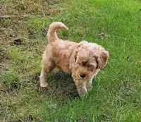 Hank, a male Miniature Goldendoodle for sale in North Dighton, MA – 4 of 4