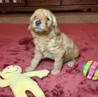 Chloe, a female Miniature Goldendoodle for sale in North Dighton, MA – 2 of 5