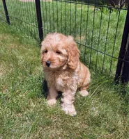Chloe, a female Miniature Goldendoodle for sale in North Dighton, MA – 3 of 5