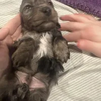 BEAR(Longhair Dapple Male), a male Miniature Dachshund for sale in South Roxana, IL – Photo 2 of 5