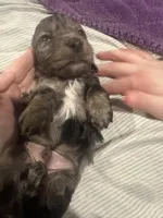 Longhair Male A, a male Miniature Dachshund for sale in South Roxana, IL – Photo 2 of 5