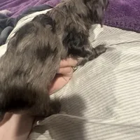 BEAR(Longhair Dapple Male), a male Miniature Dachshund for sale in South Roxana, IL – Photo 3 of 5