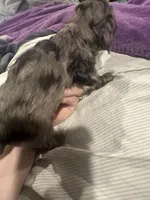 Longhair Male A, a male Miniature Dachshund for sale in South Roxana, IL – Photo 3 of 5