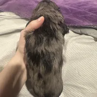 BEAR(Longhair Dapple Male), a male Miniature Dachshund for sale in South Roxana, IL – Photo 5 of 5