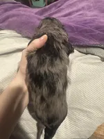 Longhair Male A, a male Miniature Dachshund for sale in South Roxana, IL – Photo 4 of 5