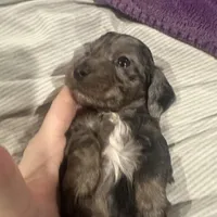 BEAR(Longhair Dapple Male), a male Miniature Dachshund for sale in South Roxana, IL – Photo 4 of 5