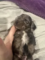 Longhair Male A, a male Miniature Dachshund for sale in South Roxana, IL – Photo 1 of 5