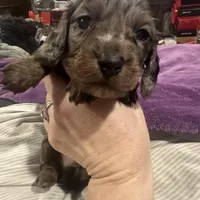 BEAR(Longhair Dapple Male), a male Miniature Dachshund for sale in South Roxana, IL – Photo 1 of 5