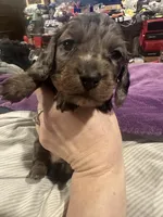 Longhair Male A, a male Miniature Dachshund for sale in South Roxana, IL – Photo 5 of 5