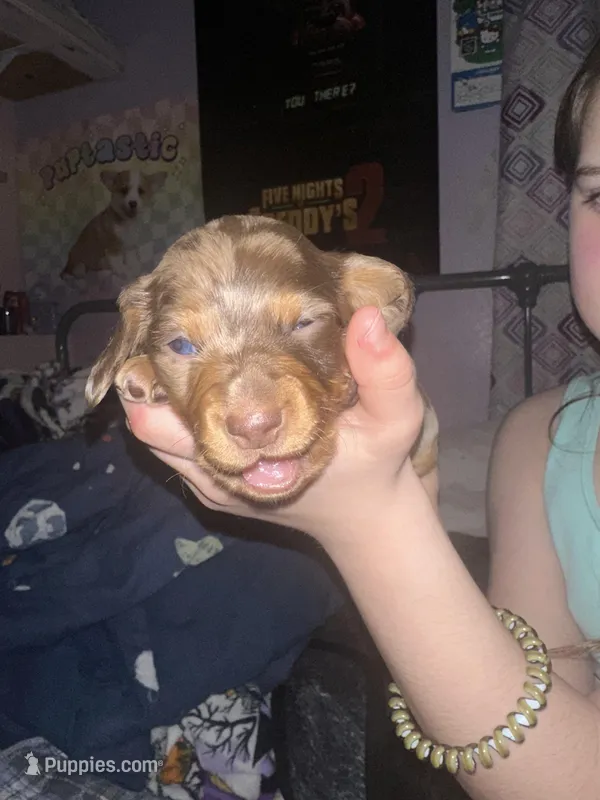 Arlene(Female Dapple)