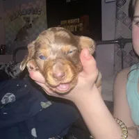 Arlene(Female Dapple), a female Miniature Dachshund for sale in South Roxana, IL – Photo 1 of 4