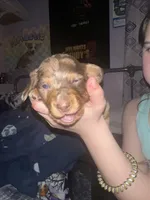 Female A, a female Miniature Dachshund for sale in South Roxana, IL – Photo 2 of 4